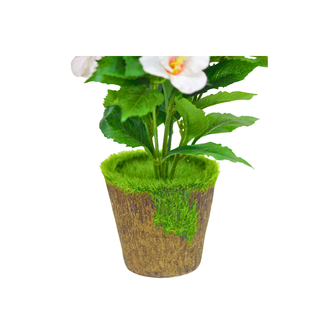 Hibiscus Flower Plant for Home Décor